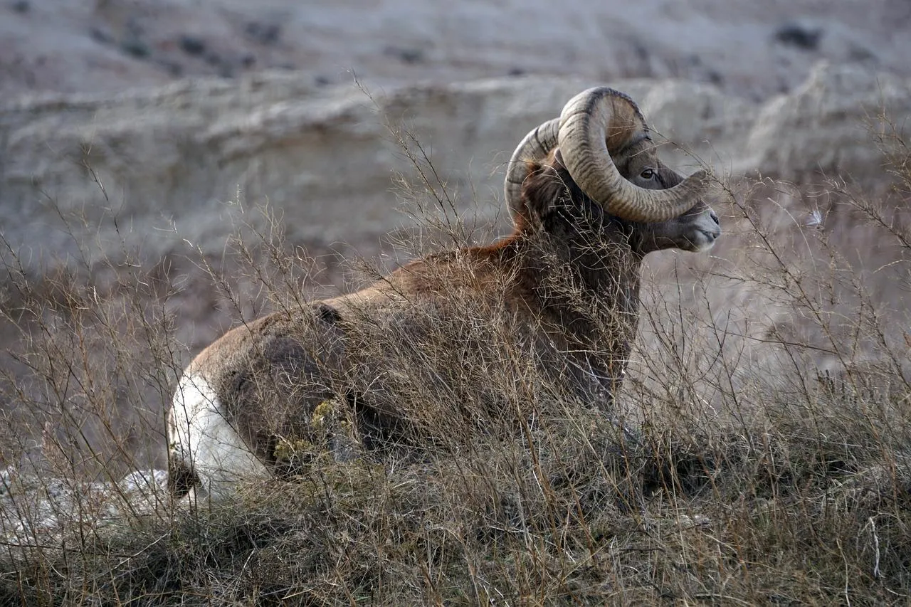 Close Up of a Wild Mountain Goat Standing on Rocks