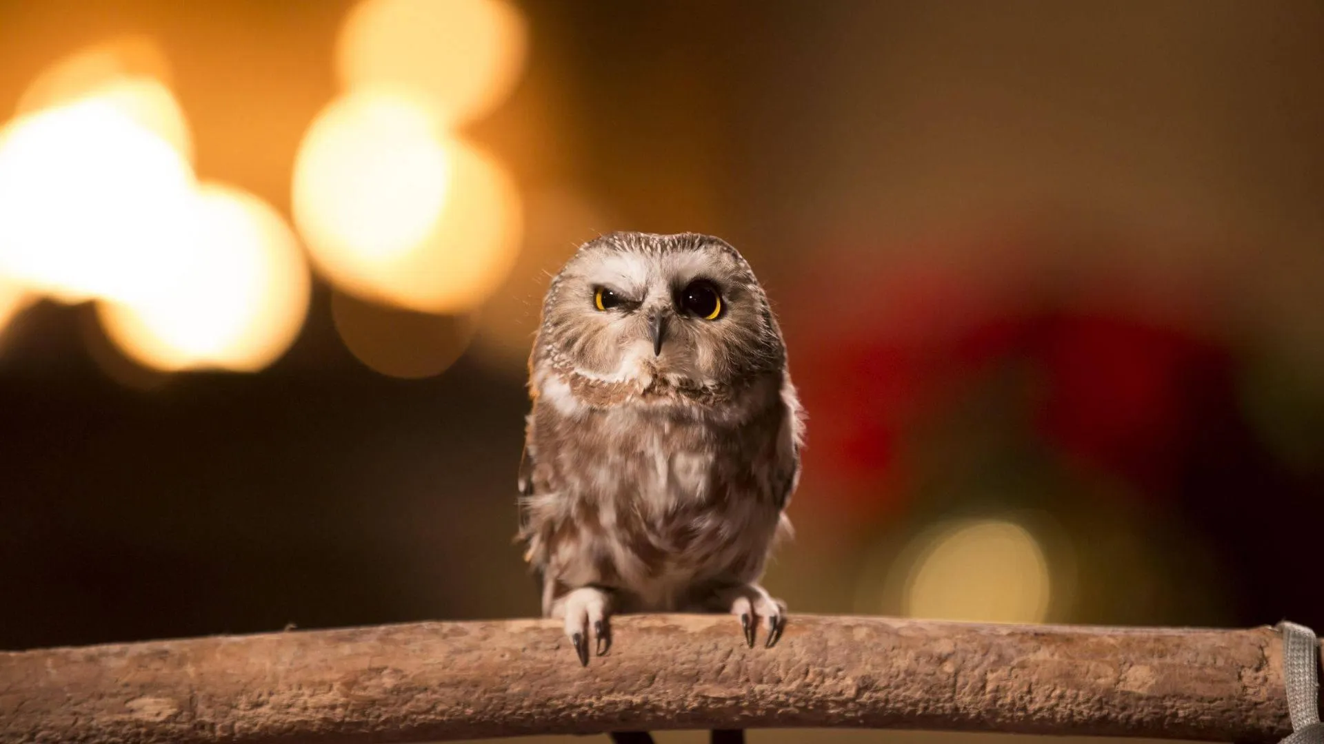 Close up of an owl with stunning patterned feathers