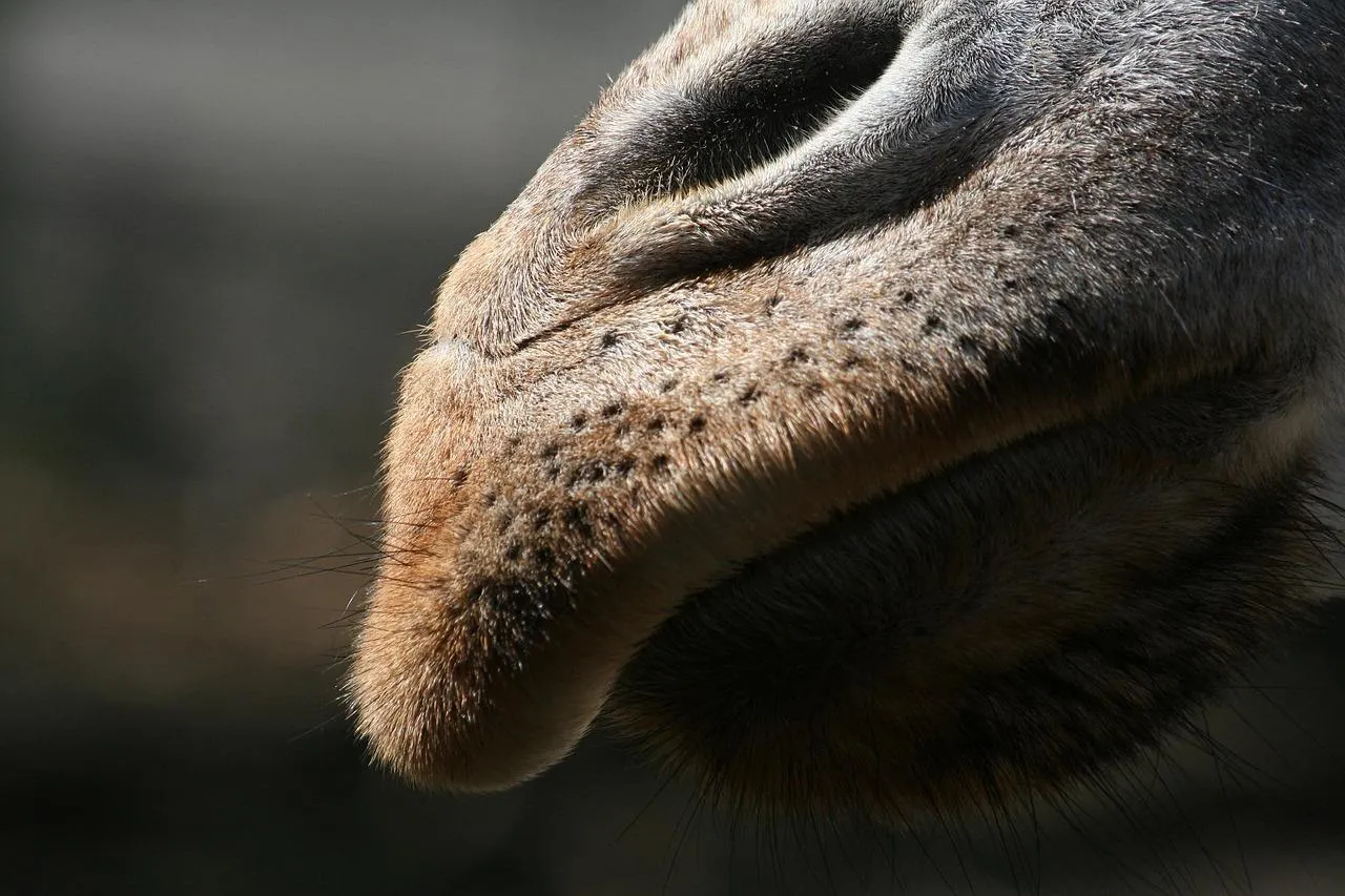 Close Up of Animals Nose and Mouth Area Wallpaper