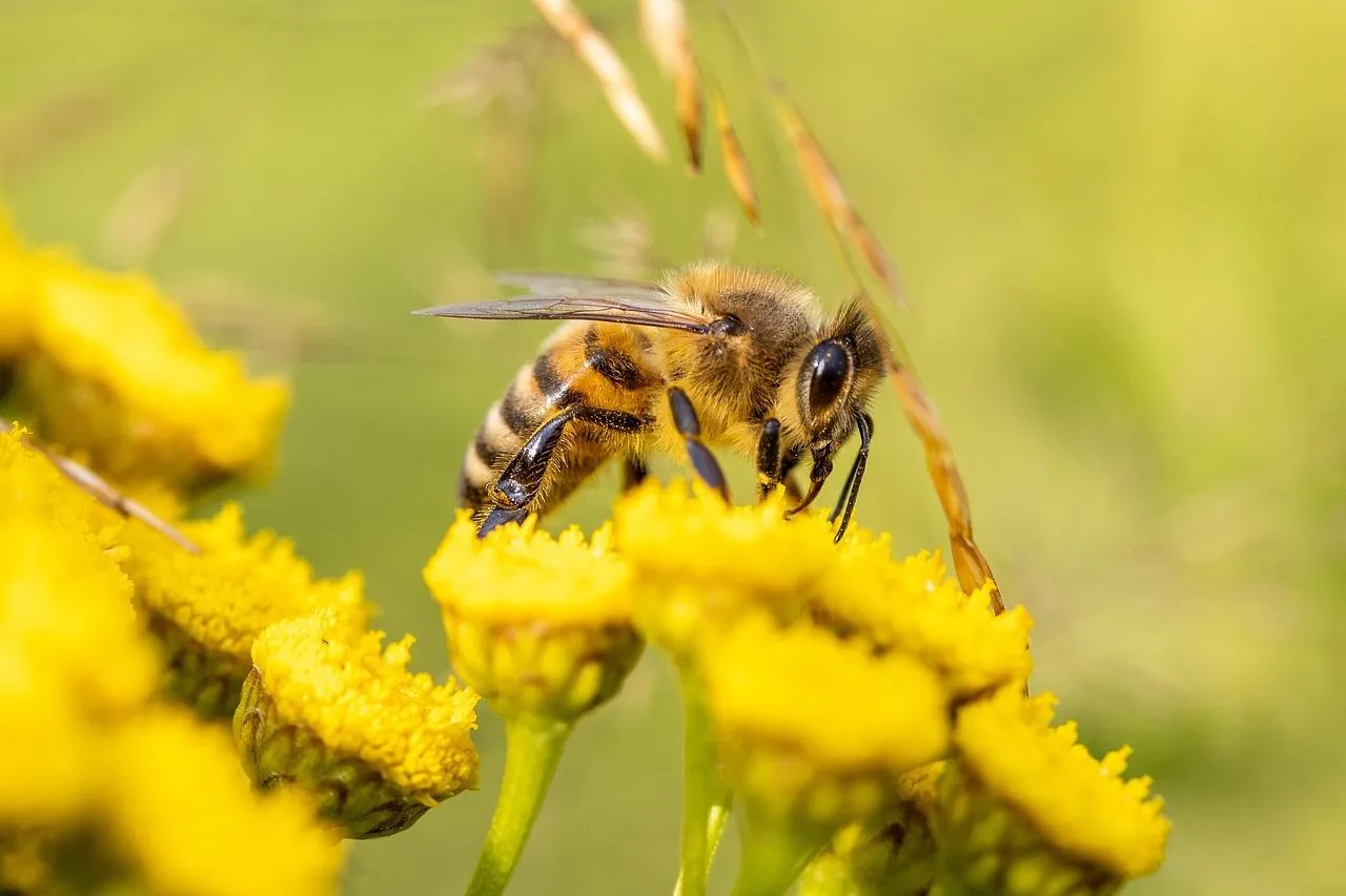 Close Up of Bee Pollinating Yellow Flower in Summer