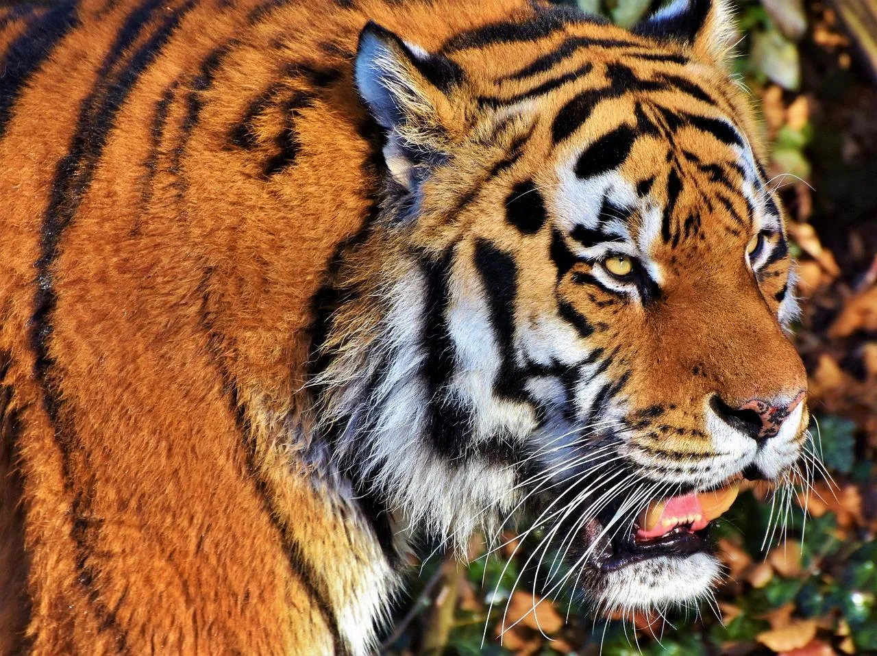 Close Up of Bengal Tiger Showing Detailed Face Markings