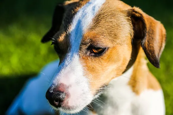 Close Up Of Brown and White Dog Looking To the Side Hd