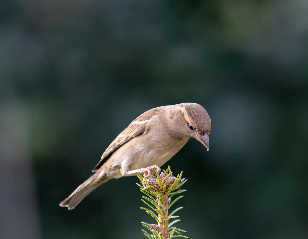 Close Up of Brown Bird on Branch Against Blurred Background