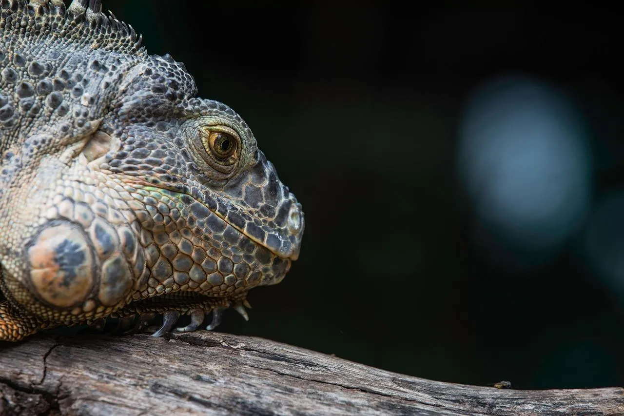 Close Up of Chameleon Eye in Natural Setting Wallpaper
