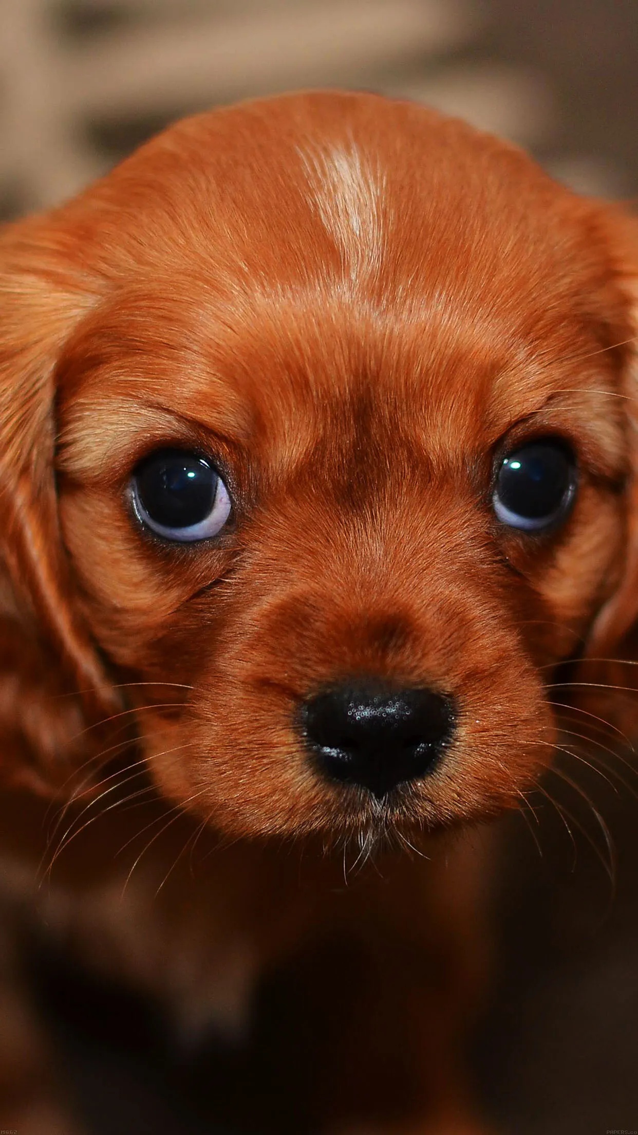 Close Up Of Cute Brown Puppy with Shiny Eyes Looking Up