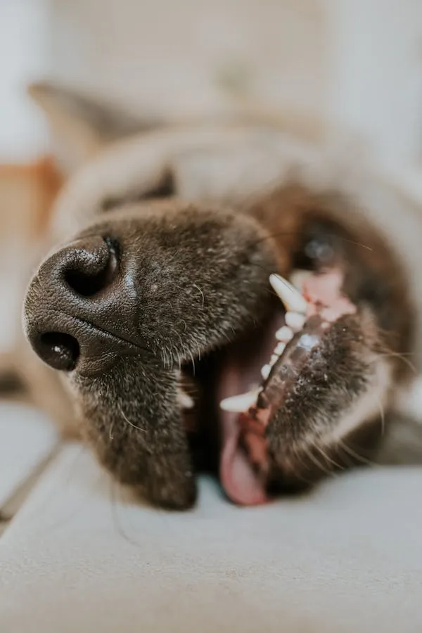 Close Up Of Dog Lying Upside Down with Mouth Open Wide
