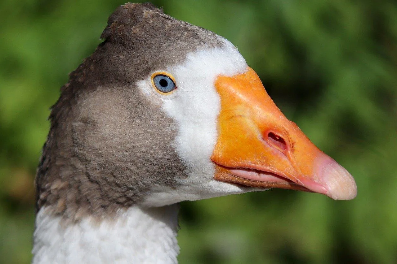 Close Up of Domestic Goose with Orange Beak Wallpaper