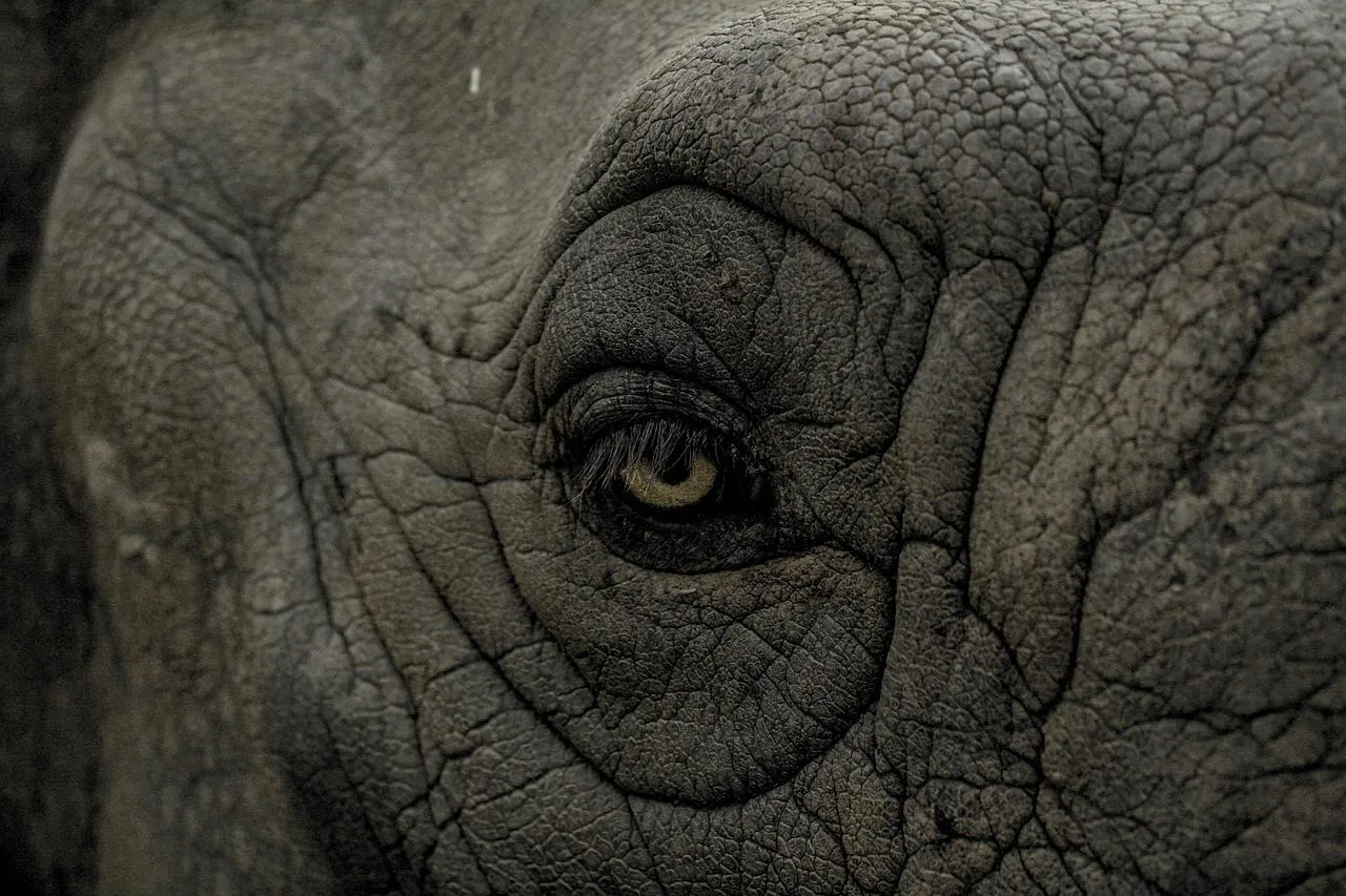 Close Up of Elephant Face Showing Wrinkled Skin Texture