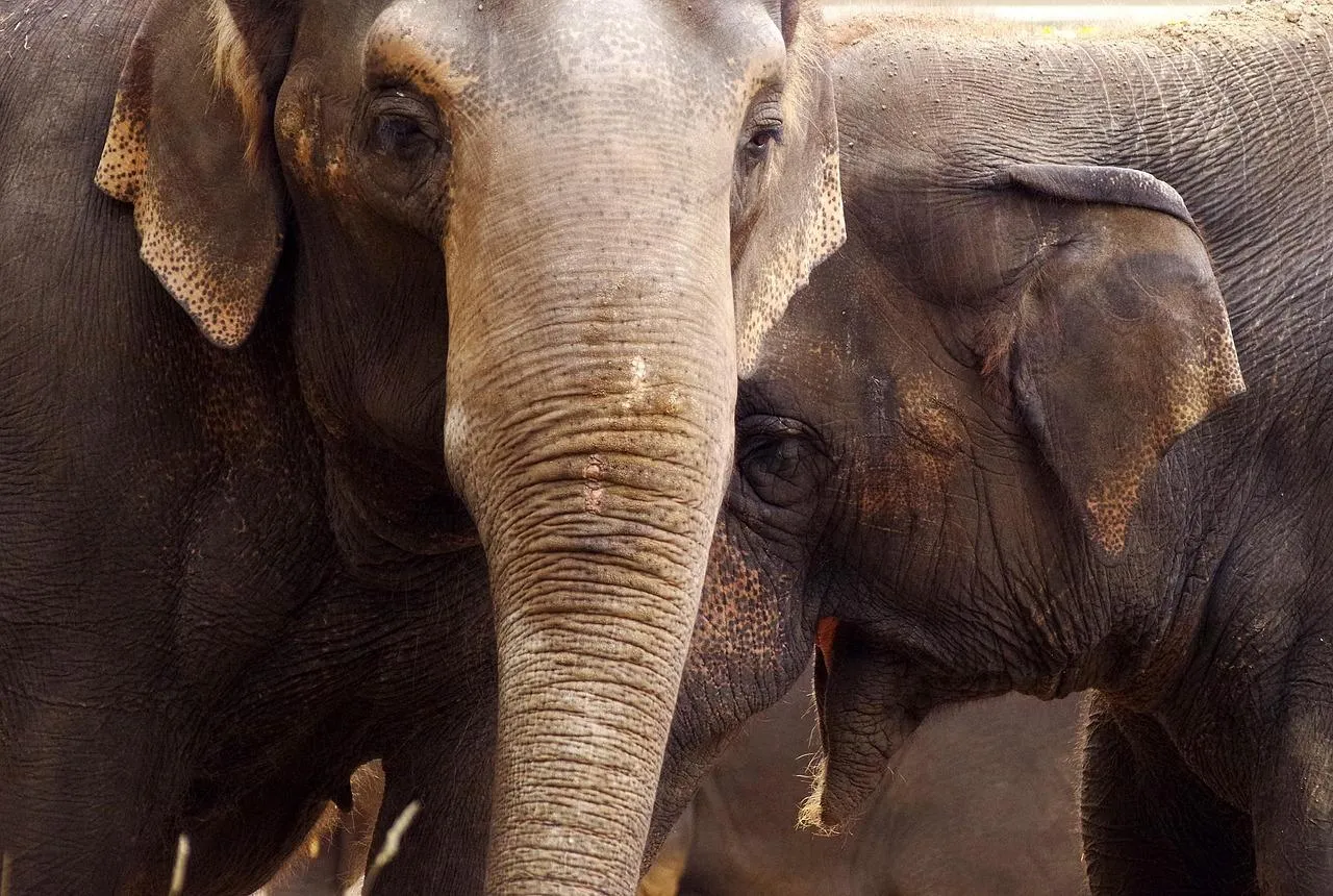 Close Up of Elephant Face Showing Wrinkles and Trunk
