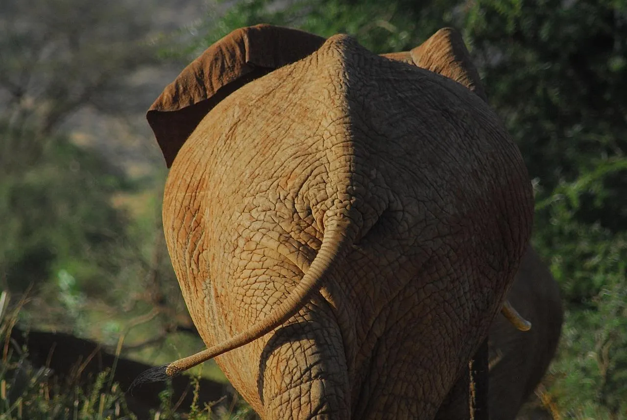 Close Up of Elephants Eye and Wrinkled Skin Texture