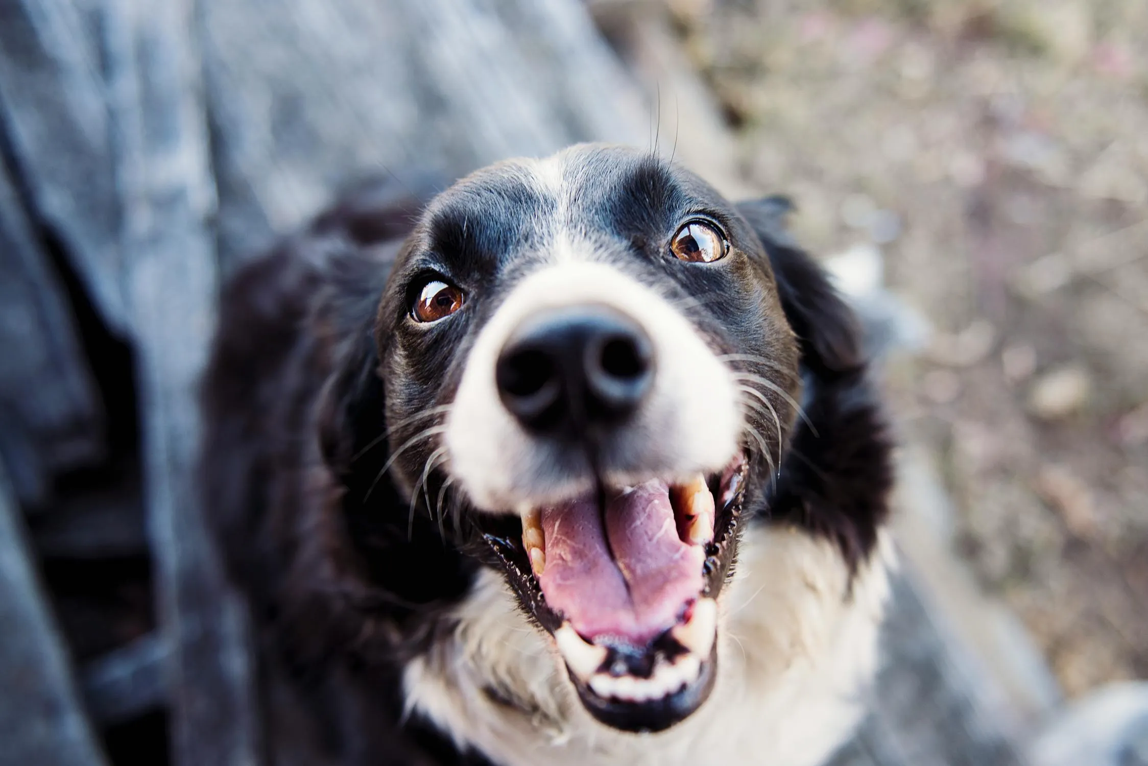 Close Up Of Excited Black and White Dog with Happy Face