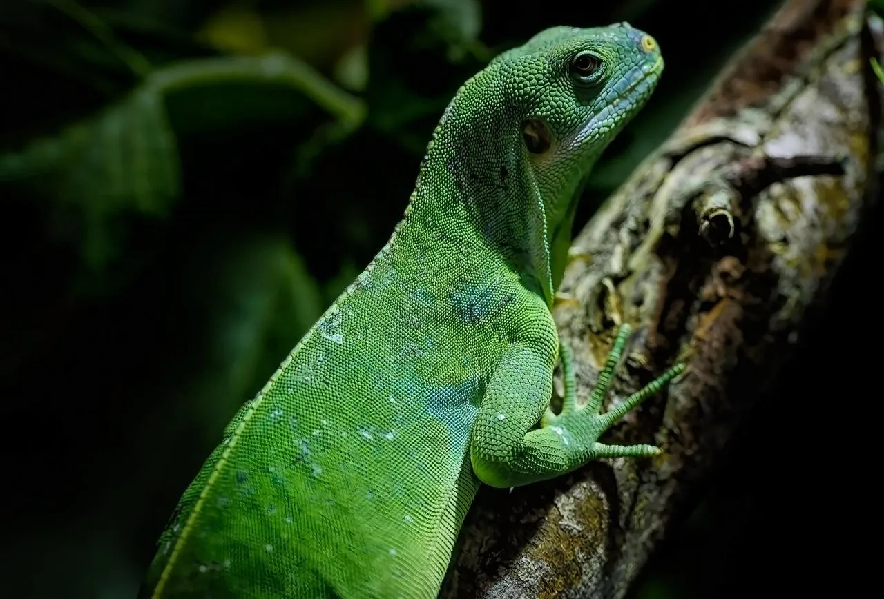 Close Up of Green Iguana Resting on Tree Branch Wallpaper