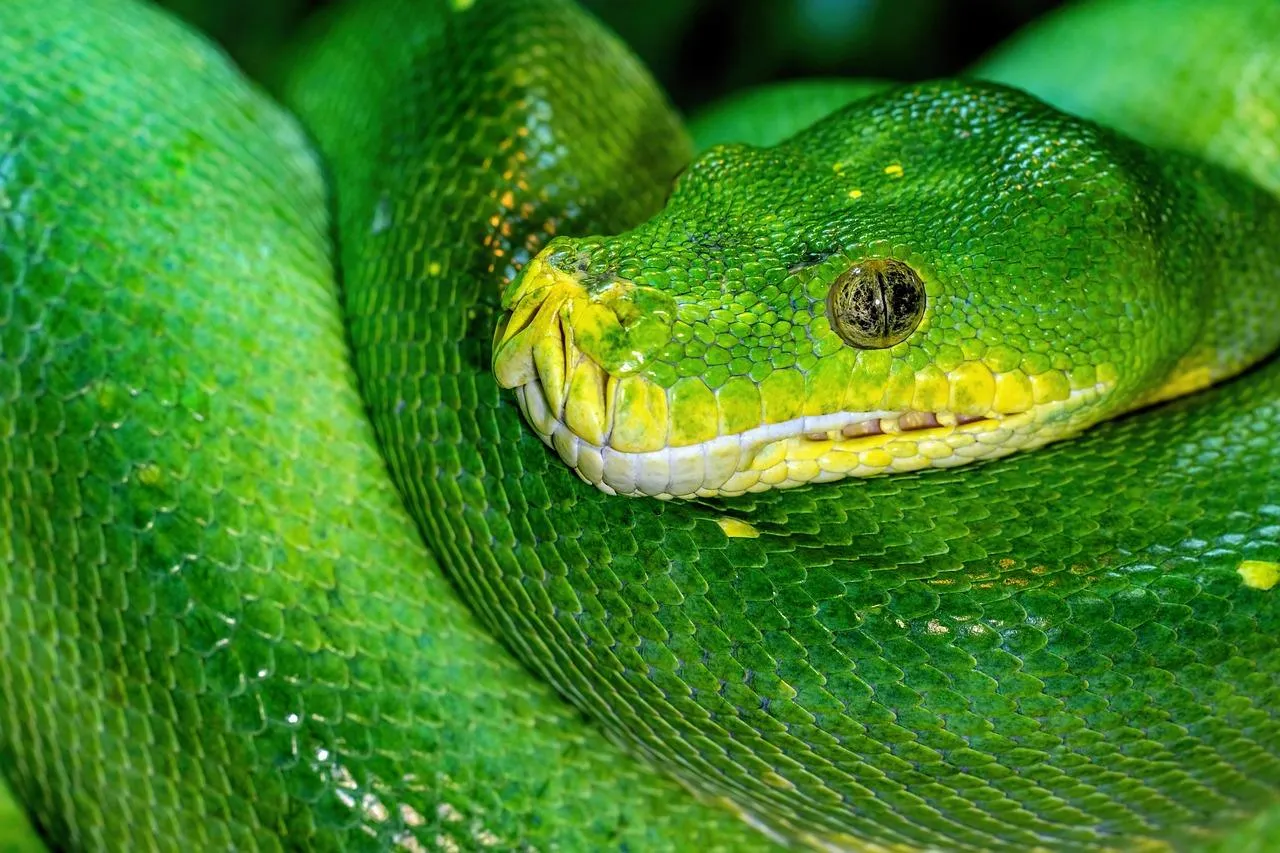 Close Up of Green Tree Python Wrapped Around Branch