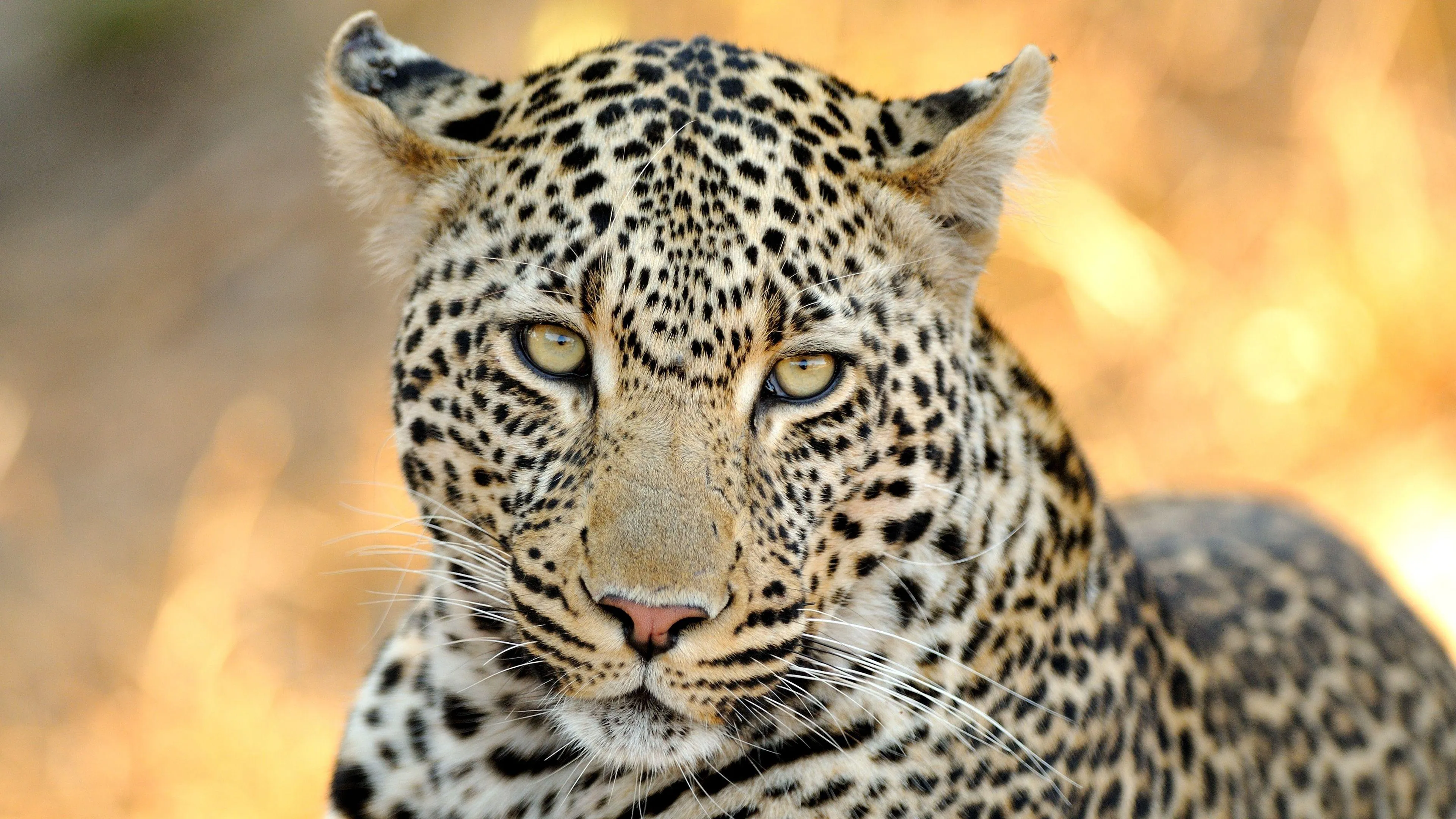 Close Up of Leopard with Intense Focus in Natural Light