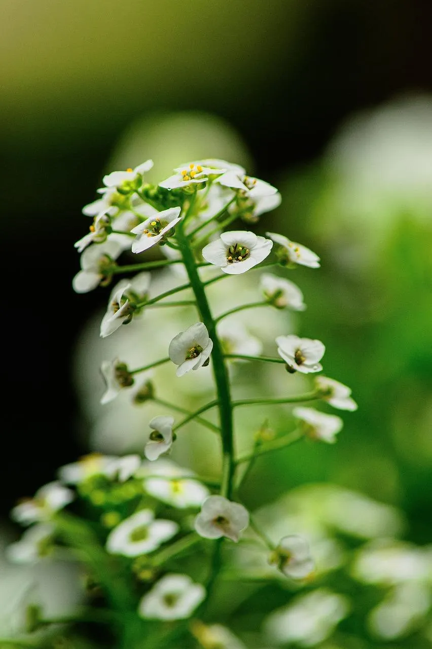 Close Up of Lily of the Valley White Flowers Wallpaper