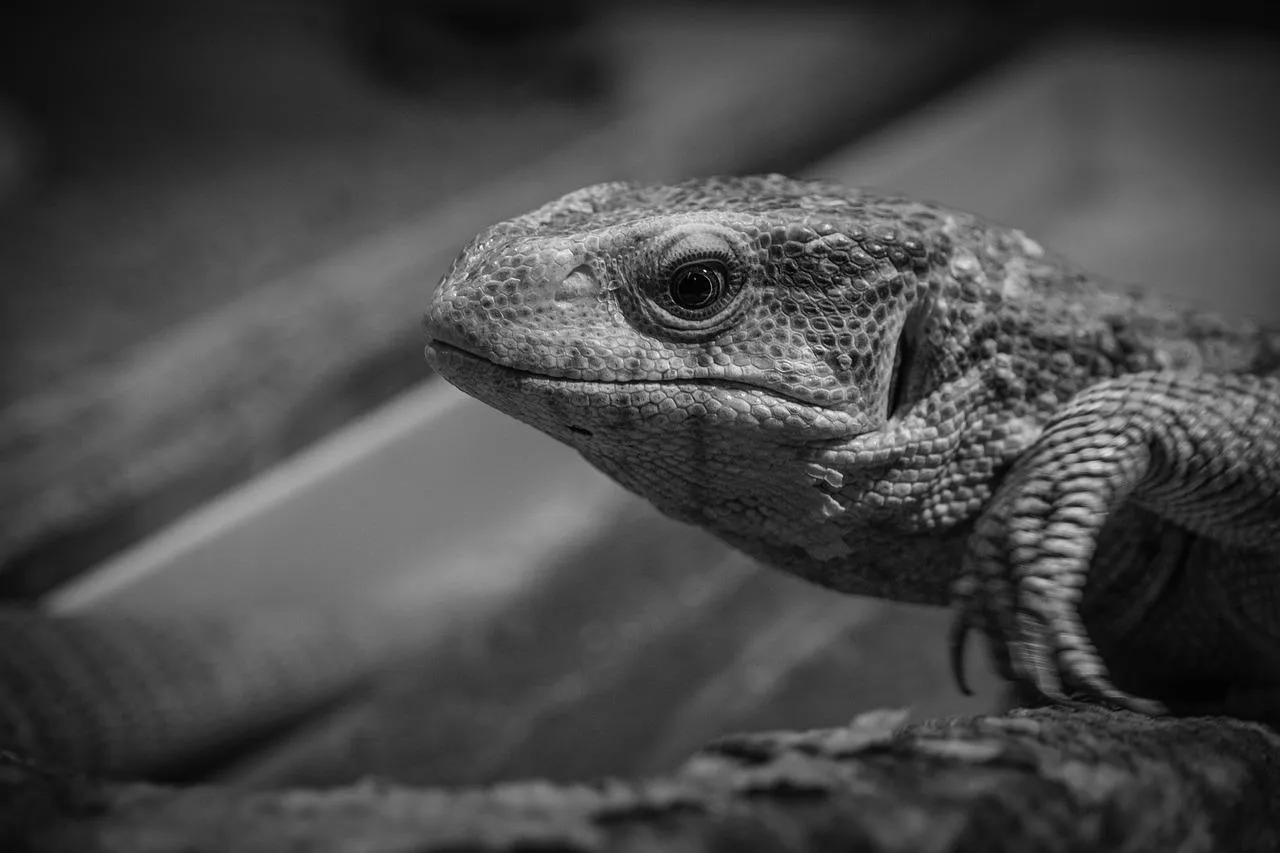 Close Up of Lizard on Tree Branch in Forest
