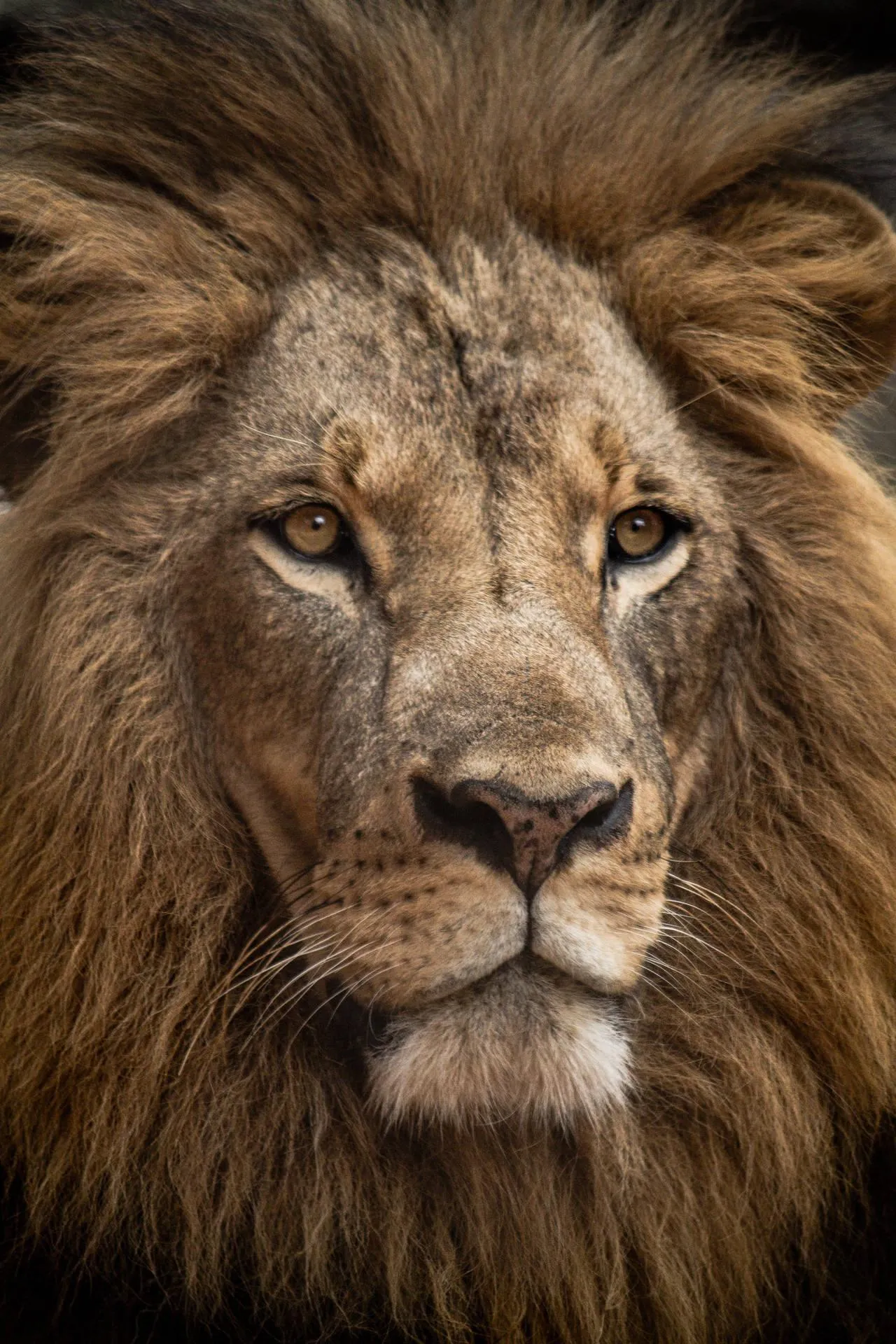 Close Up of Majestic Lion Face in Natural Habitat Wallpaper