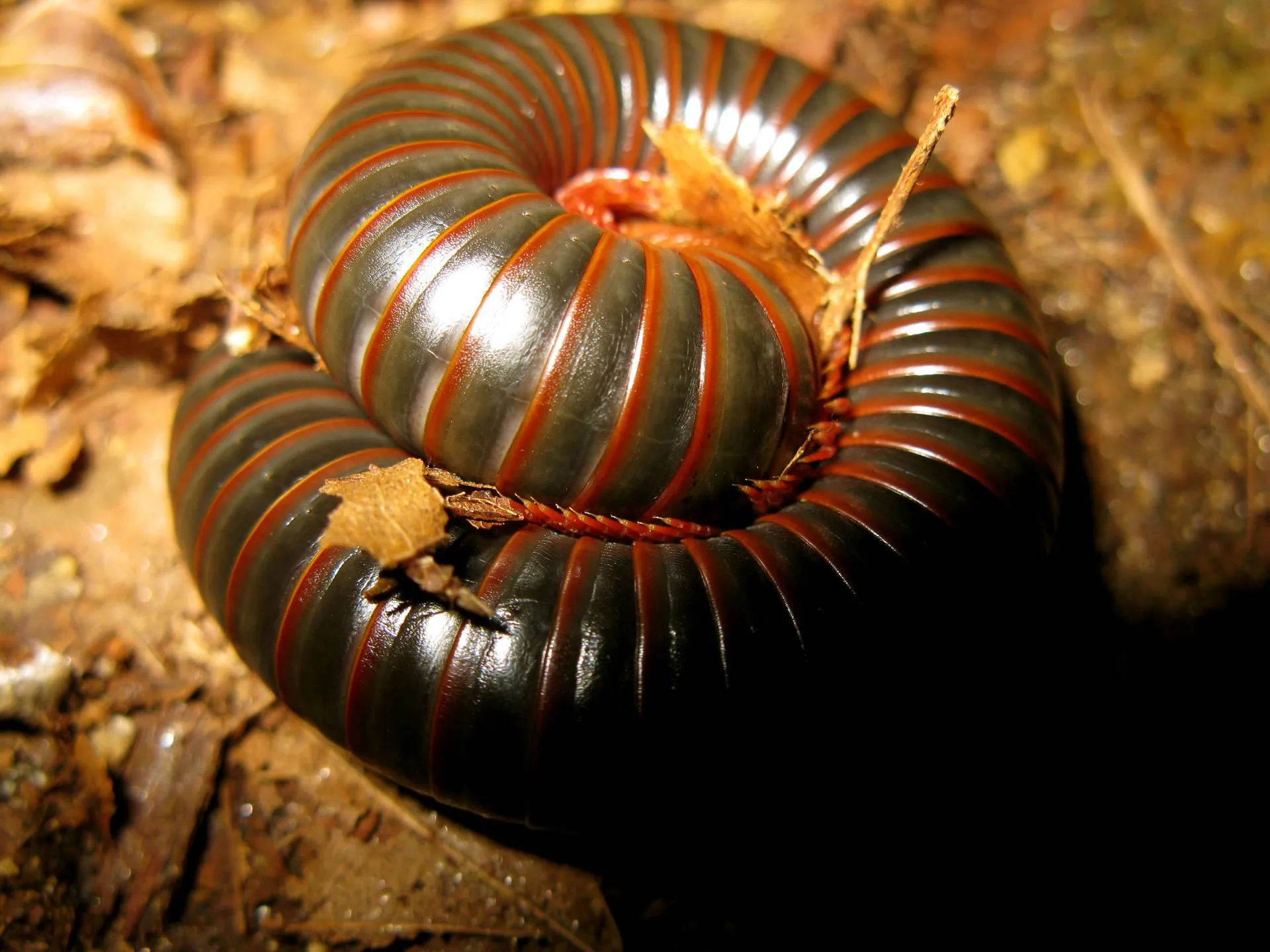Close Up of Millipede with Many Legs on Leaf Wallpaper