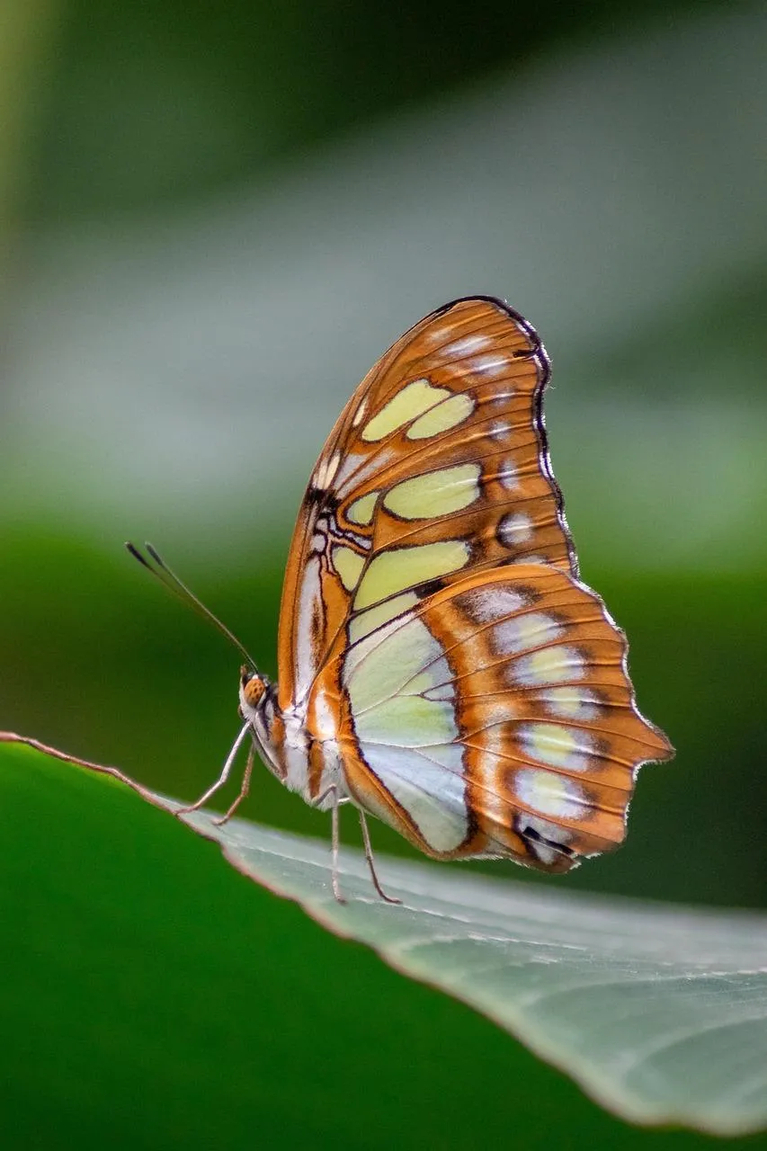 Close Up of Orange and White Butterfly on Green Leaf