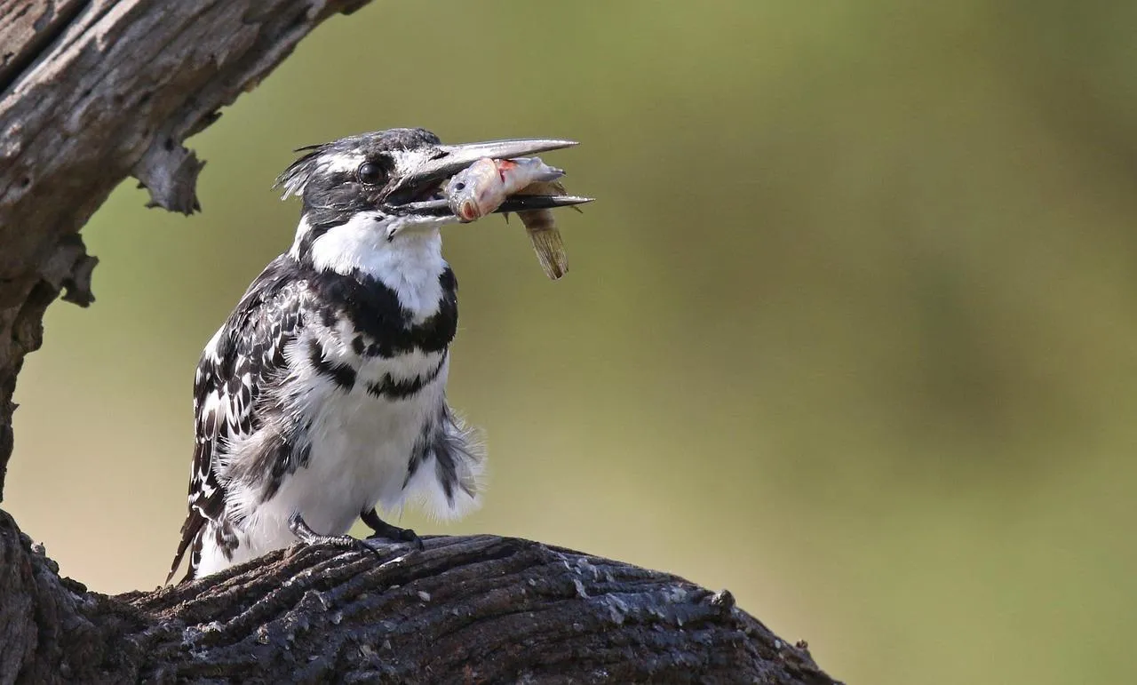 Close Up of Pied Kingfisher Bird Sitting on Branch