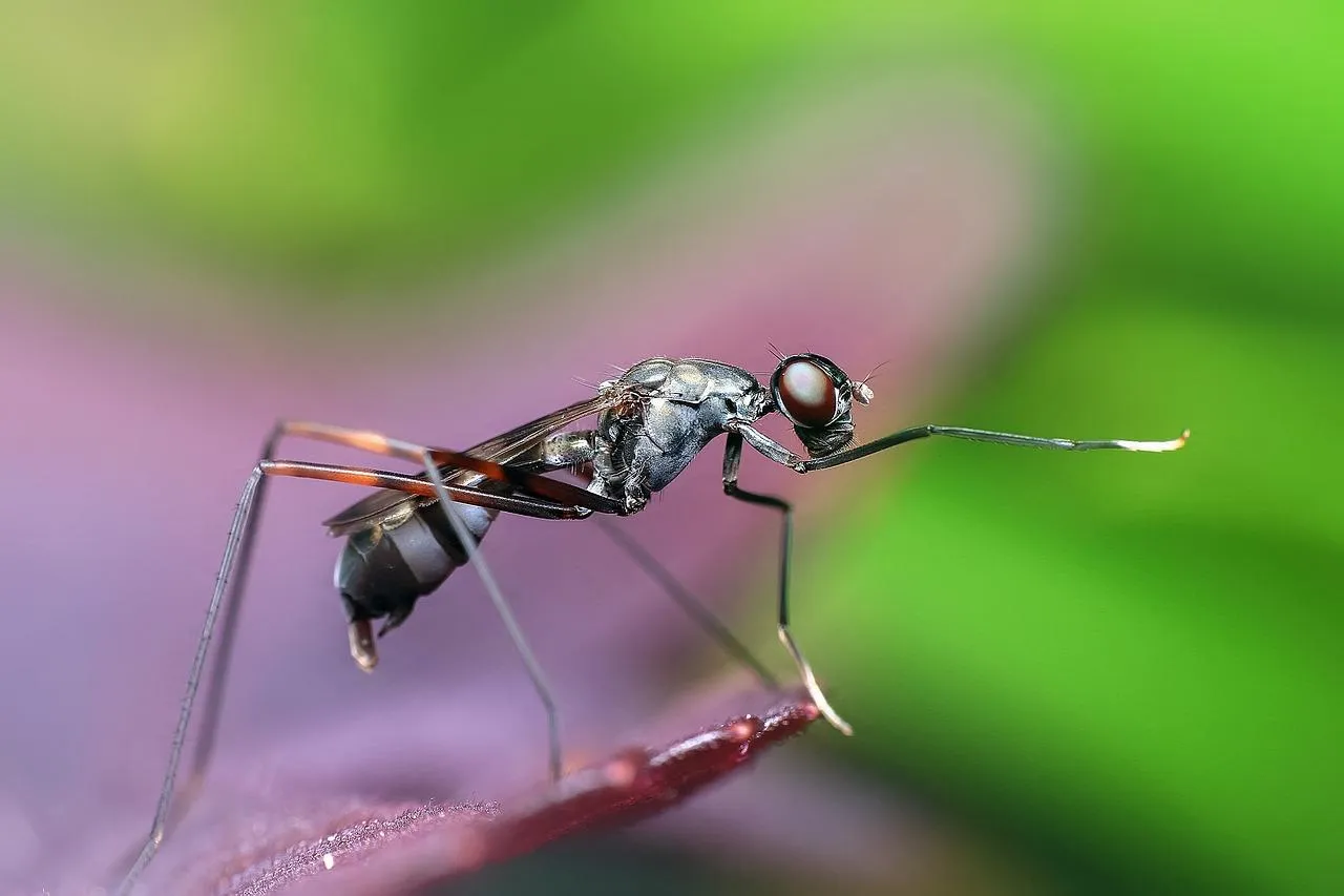 Close Up of Red Ant on Green Leaf Macro Photo Wallpaper