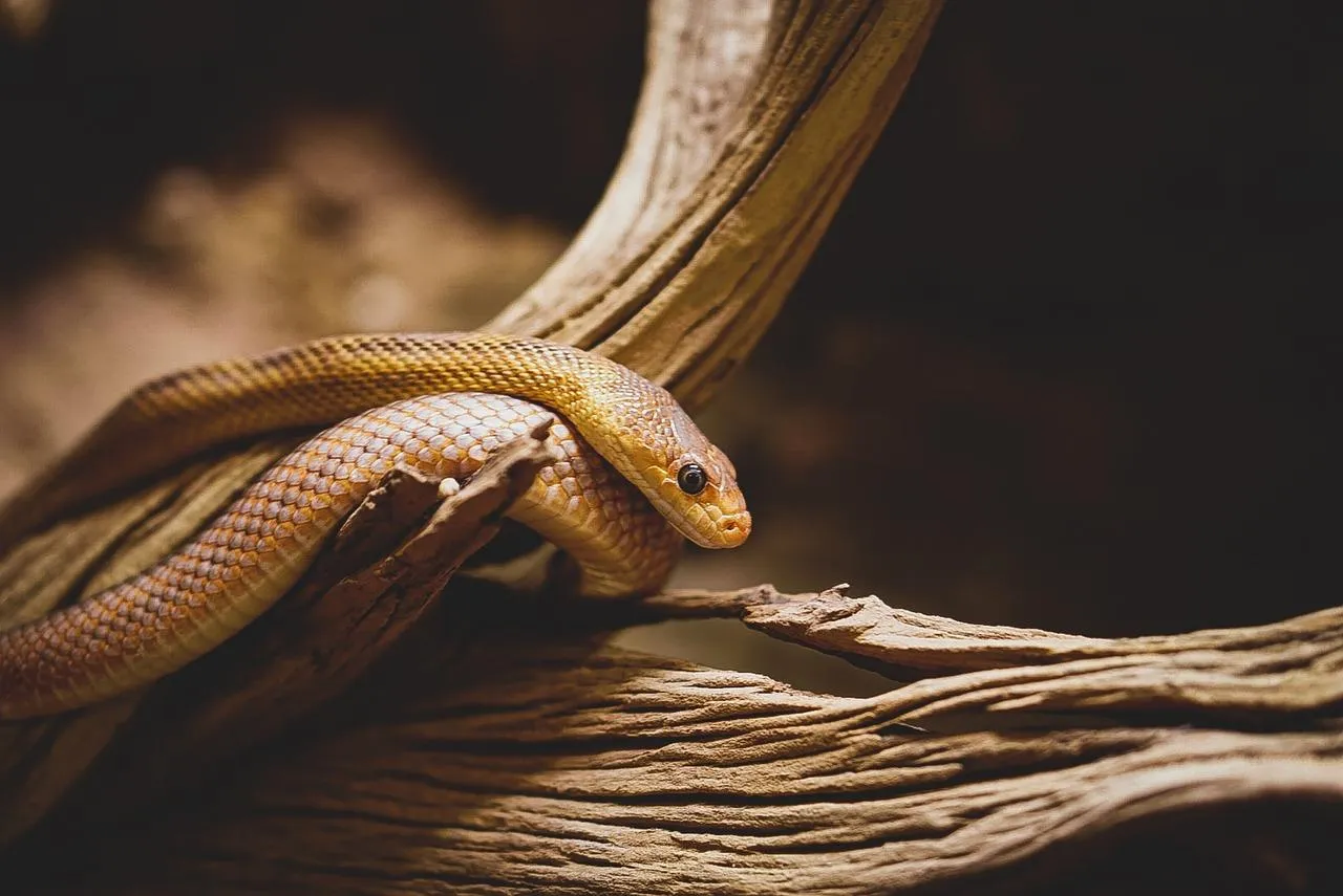 Close Up of Snake Coiled on Branch in Natural Habitat