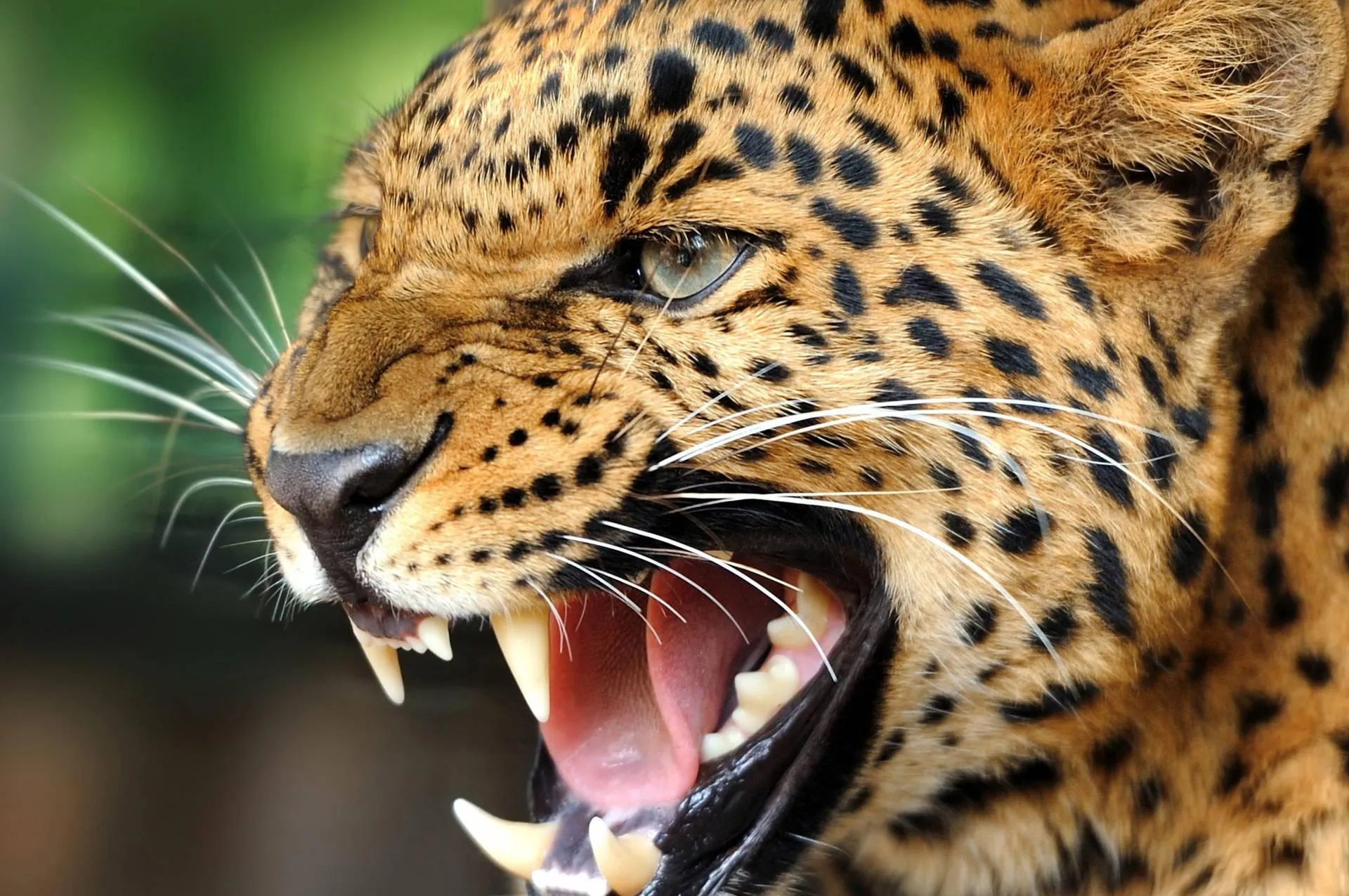 Close Up of Spotted Jaguar in Tropical Forest