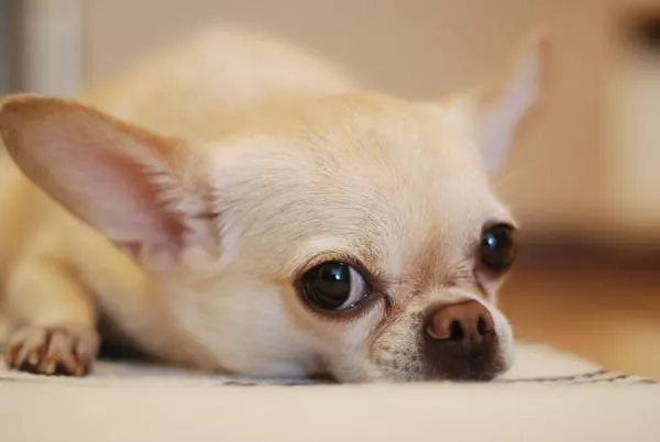 Close Up Of Tan Chihuahua Puppy Resting with Sad Big Eyes