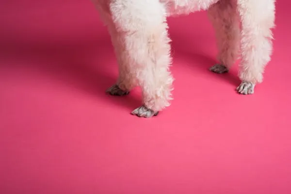 Close Up Of White Dog Legs on Vibrant Pink Background