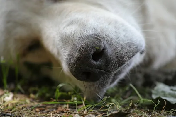 Close Up Of White Dogs Nose Resting on Green Grass Ground