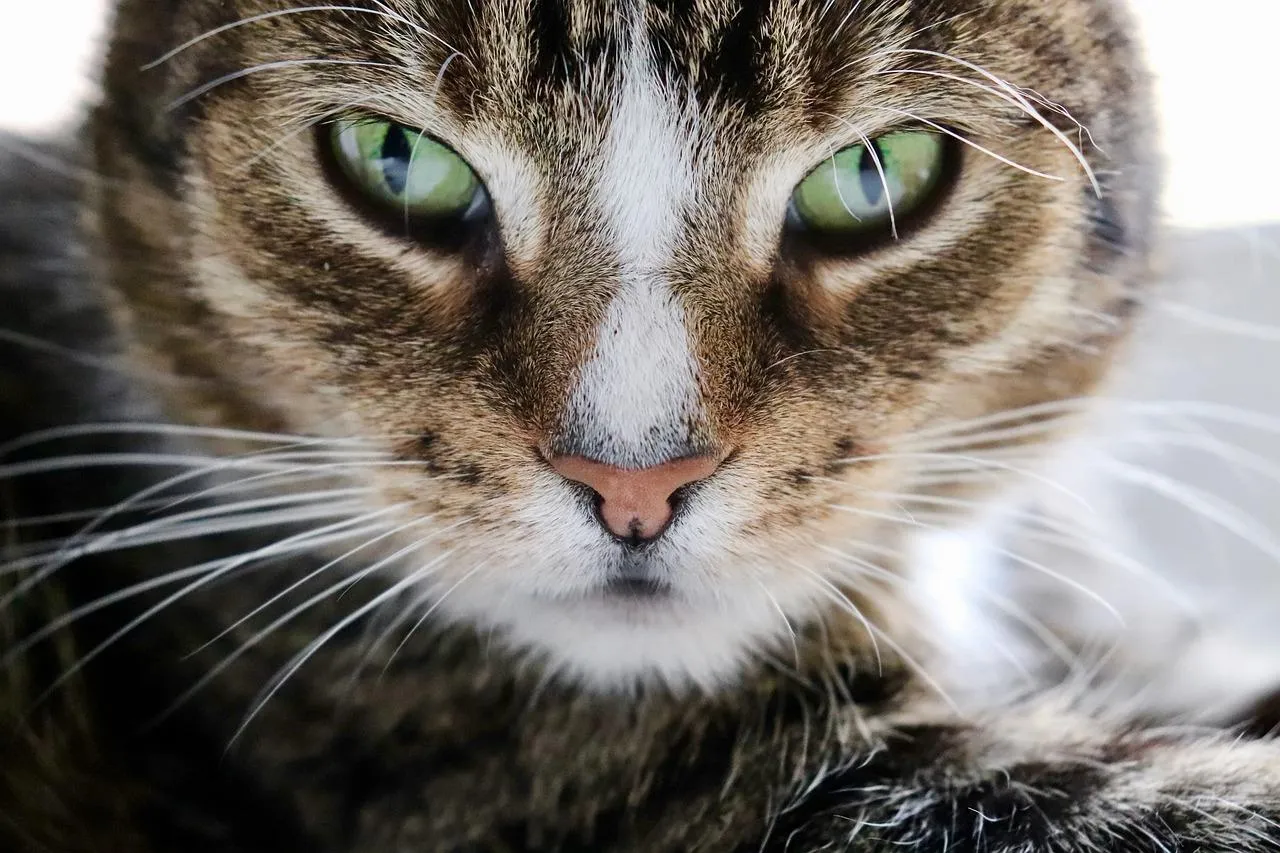 Close Up of Wild Cat with Intense Green Eyes Wallpaper