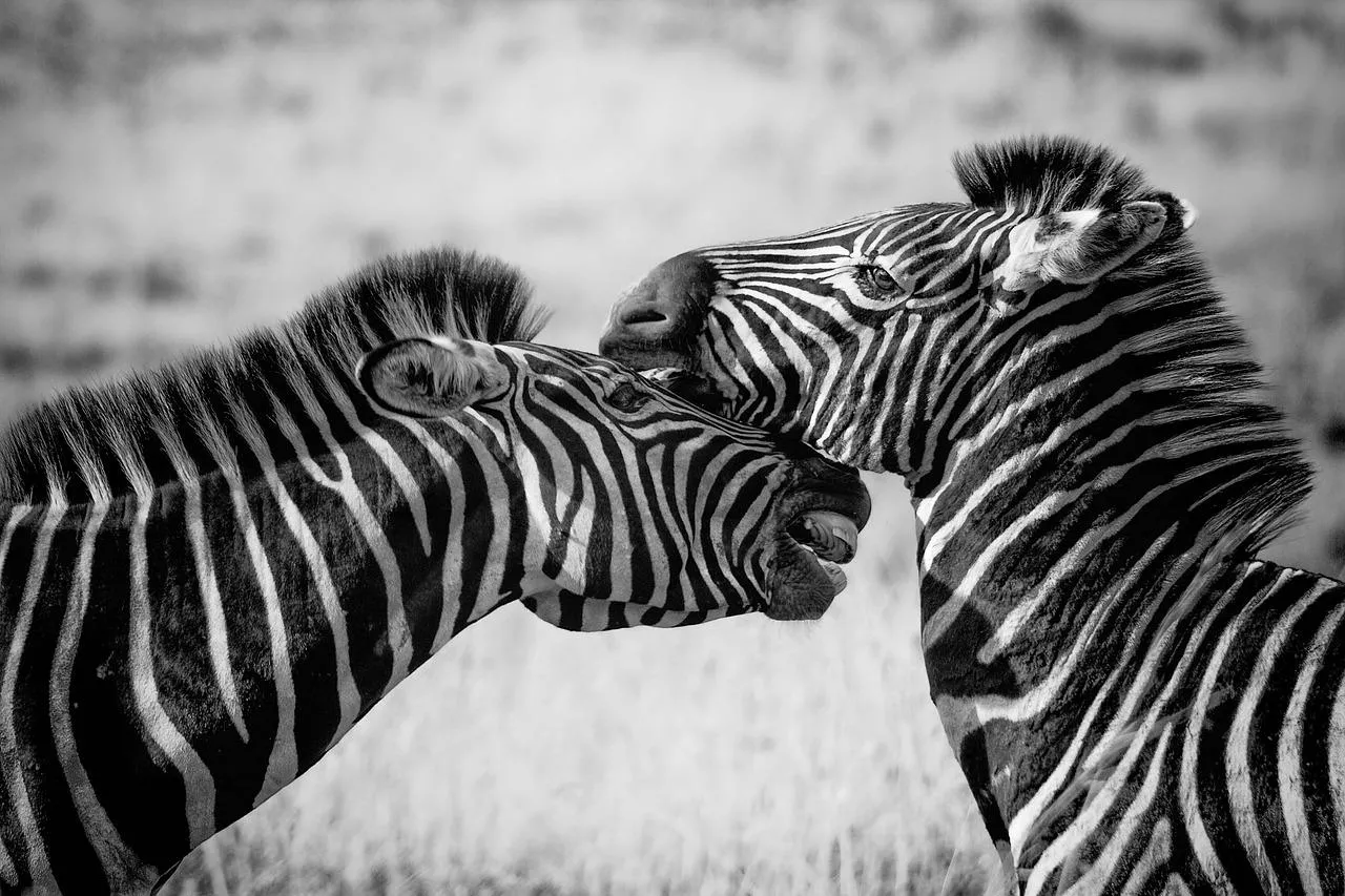 Close Up of Zebra Stripes in Wild Environment Wallpaper