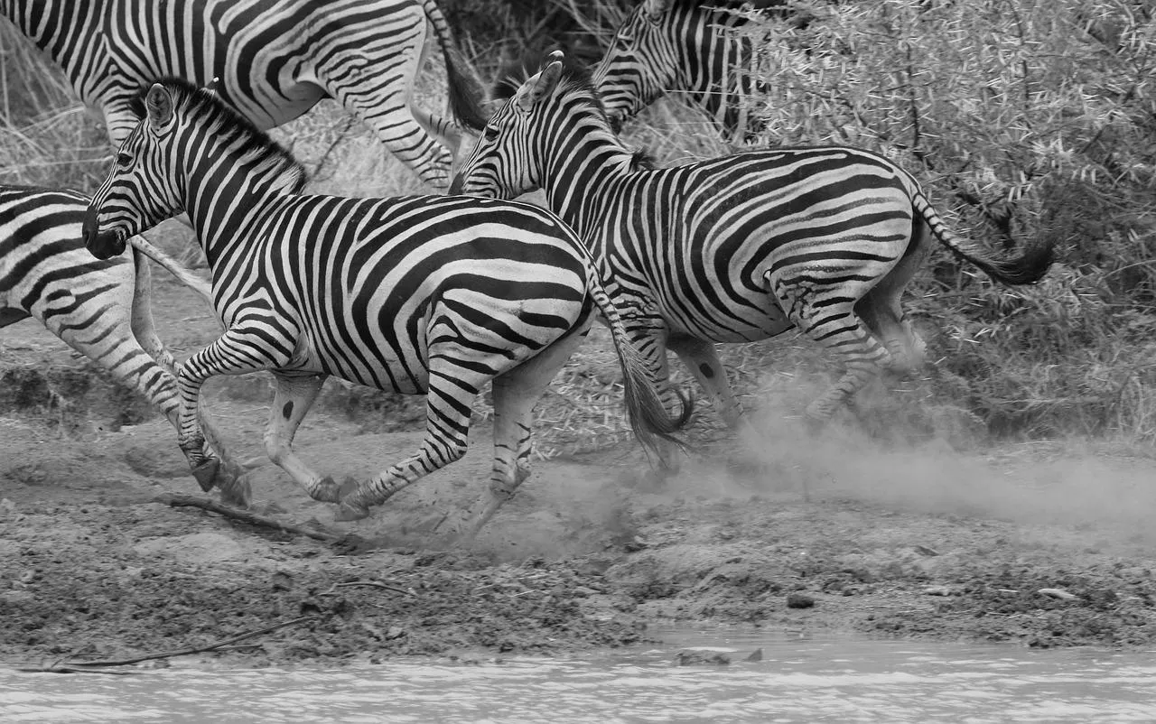 Close View of Zebras with Blended Stripes Wallpaper