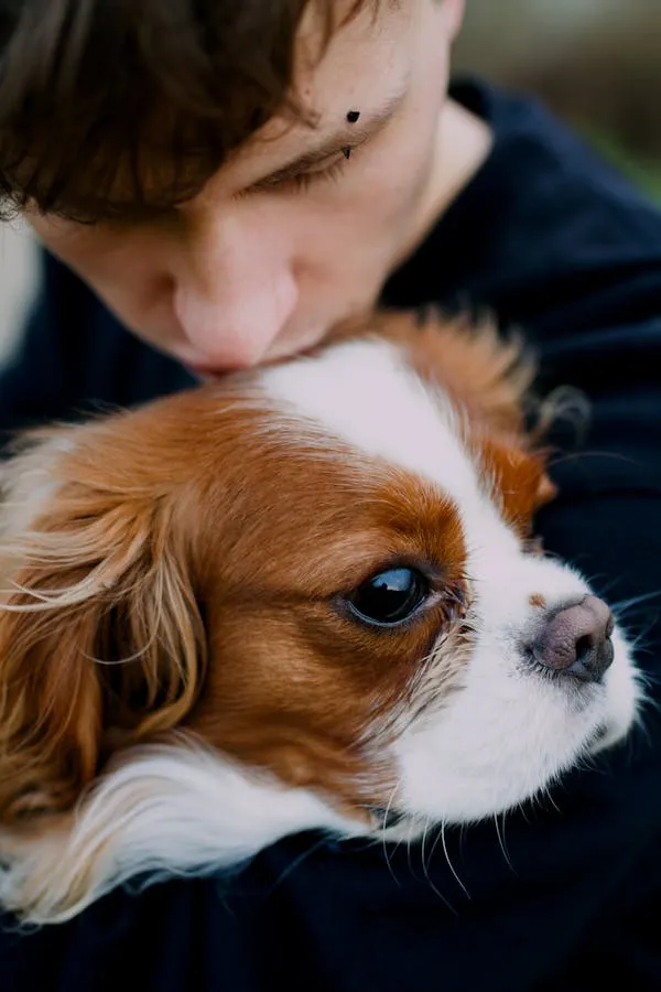Closeup Image Of a Person Kissing a Brown and White Dog