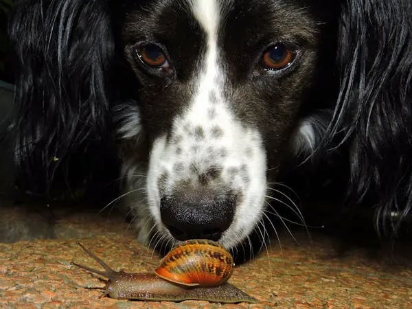 Closeup Of a Black and White Dog Sniffing a Snail Image