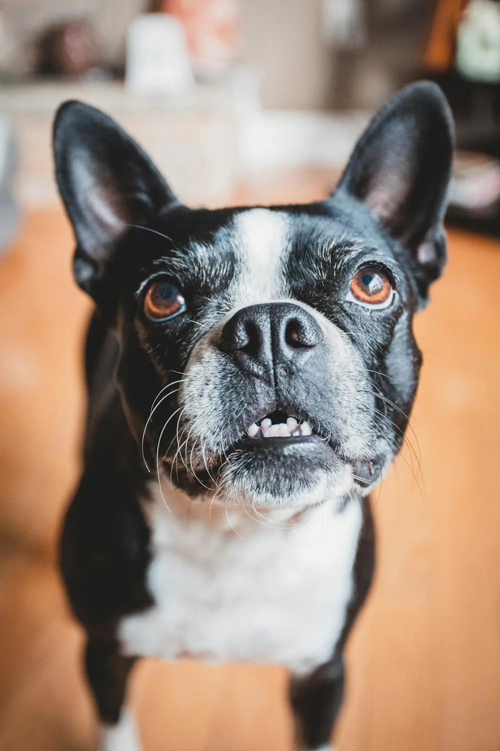 Closeup Of a Boston Terrier with Expressive Eyes and Ears