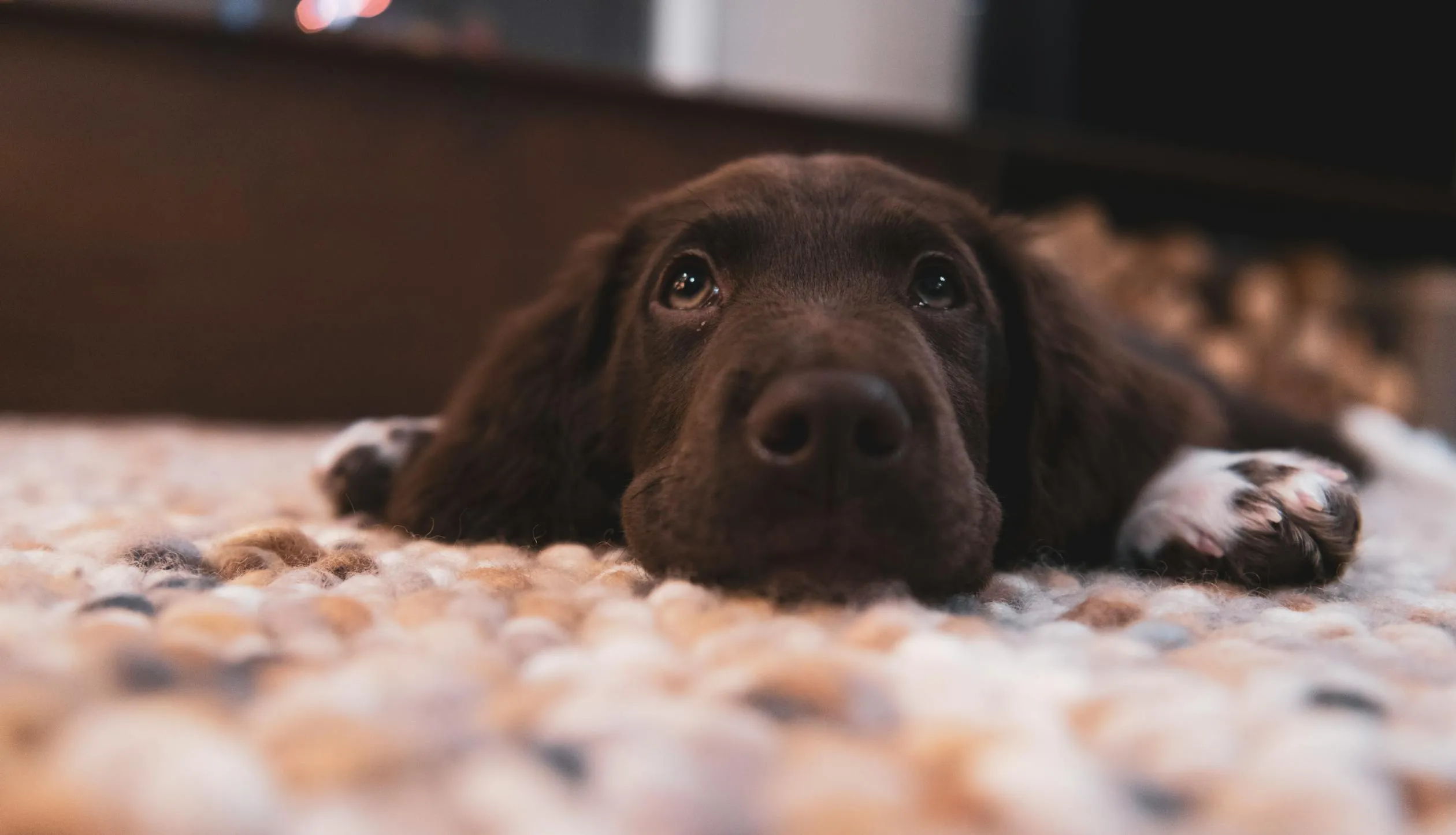 Closeup Of a Brown Puppy Lying on Soft Textured Carpet