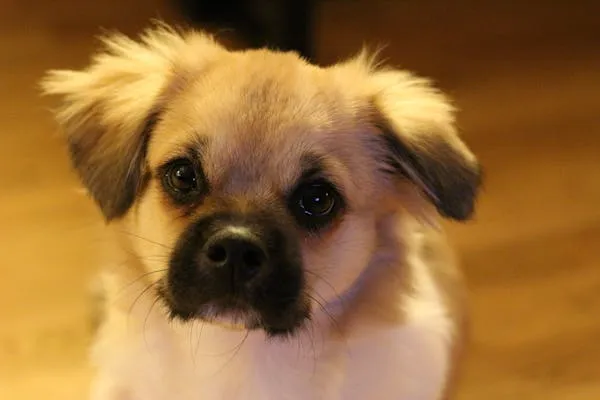 Closeup Of a Curious Puppy Looking Into the Camera Image