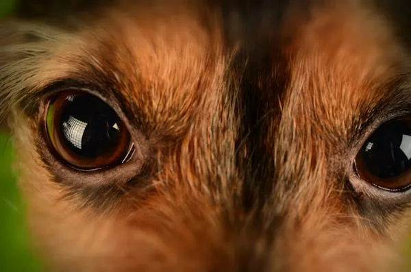 Closeup Of a Dog with Expressive Brown Eyes and Fur Texture
