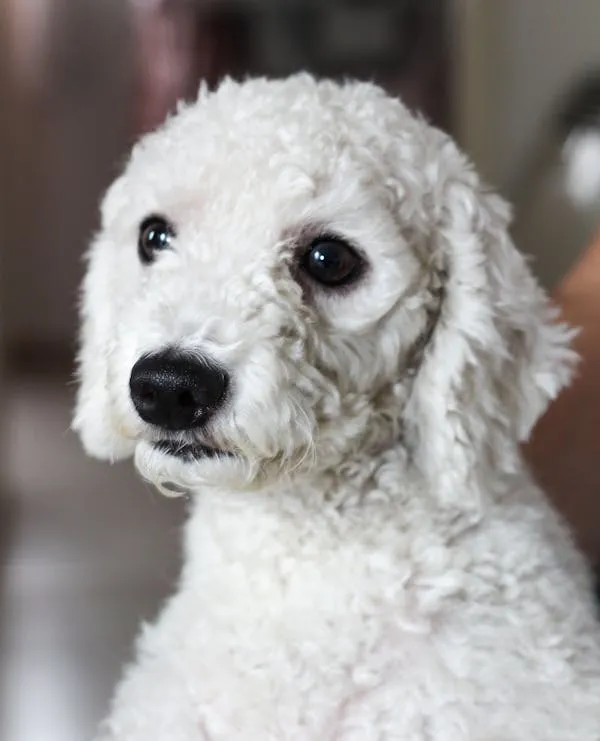 Closeup Of a Fluffy White Curly Haired Puppy Wallpaper