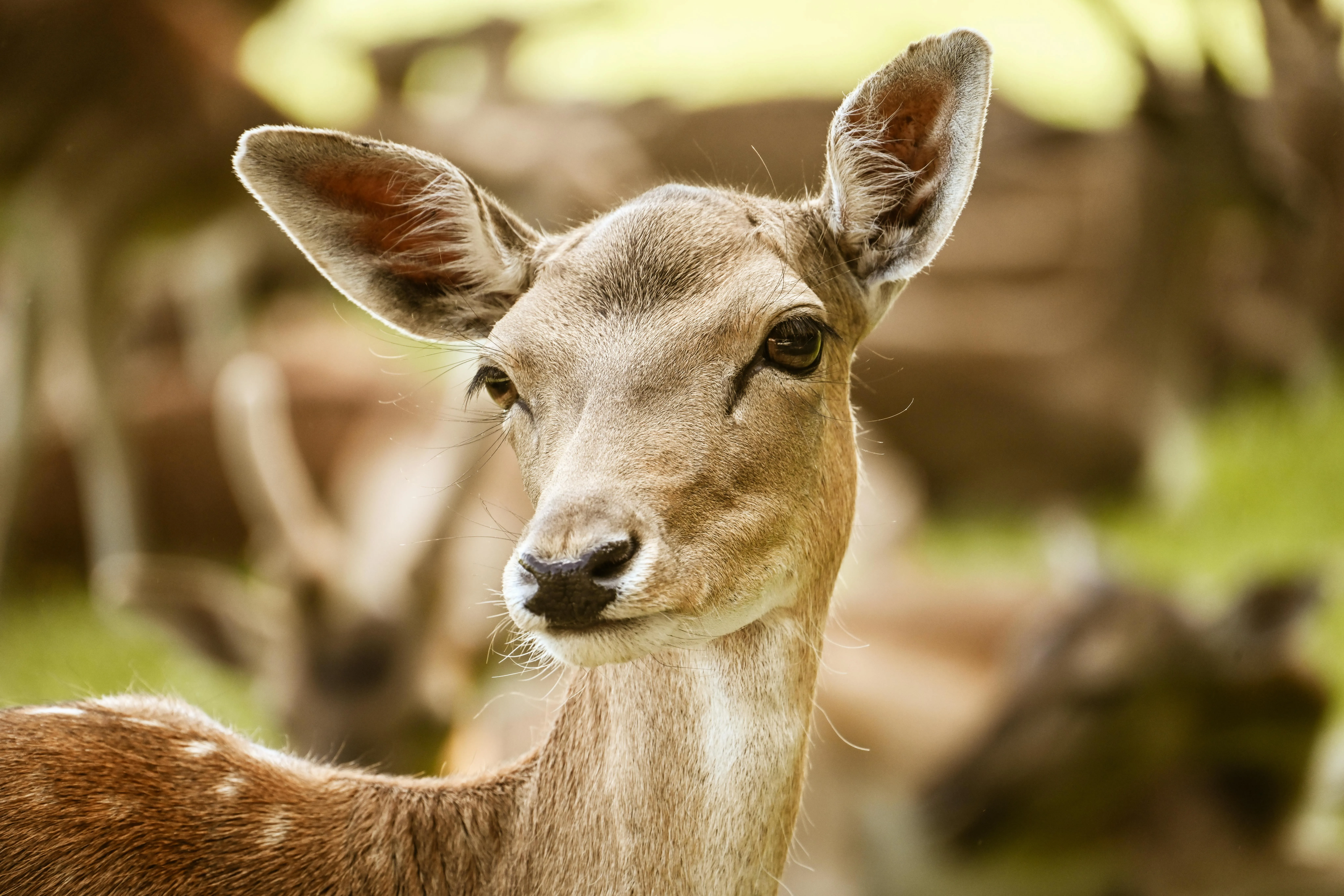 Closeup of a Gentle Deer with Large Ears in Natural Habitat