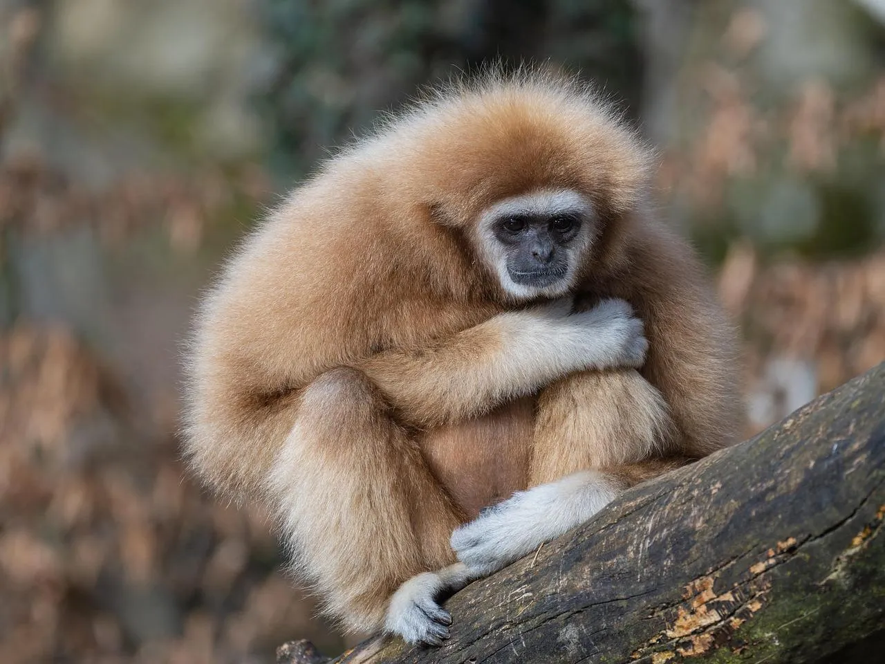 Closeup of a gibbon monkey sitting on a tree branch Wallpaper