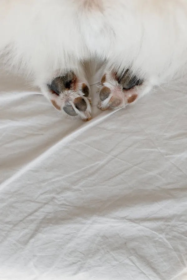 Closeup Of a Puppy Paws Resting on a White Sheet Wallpaper
