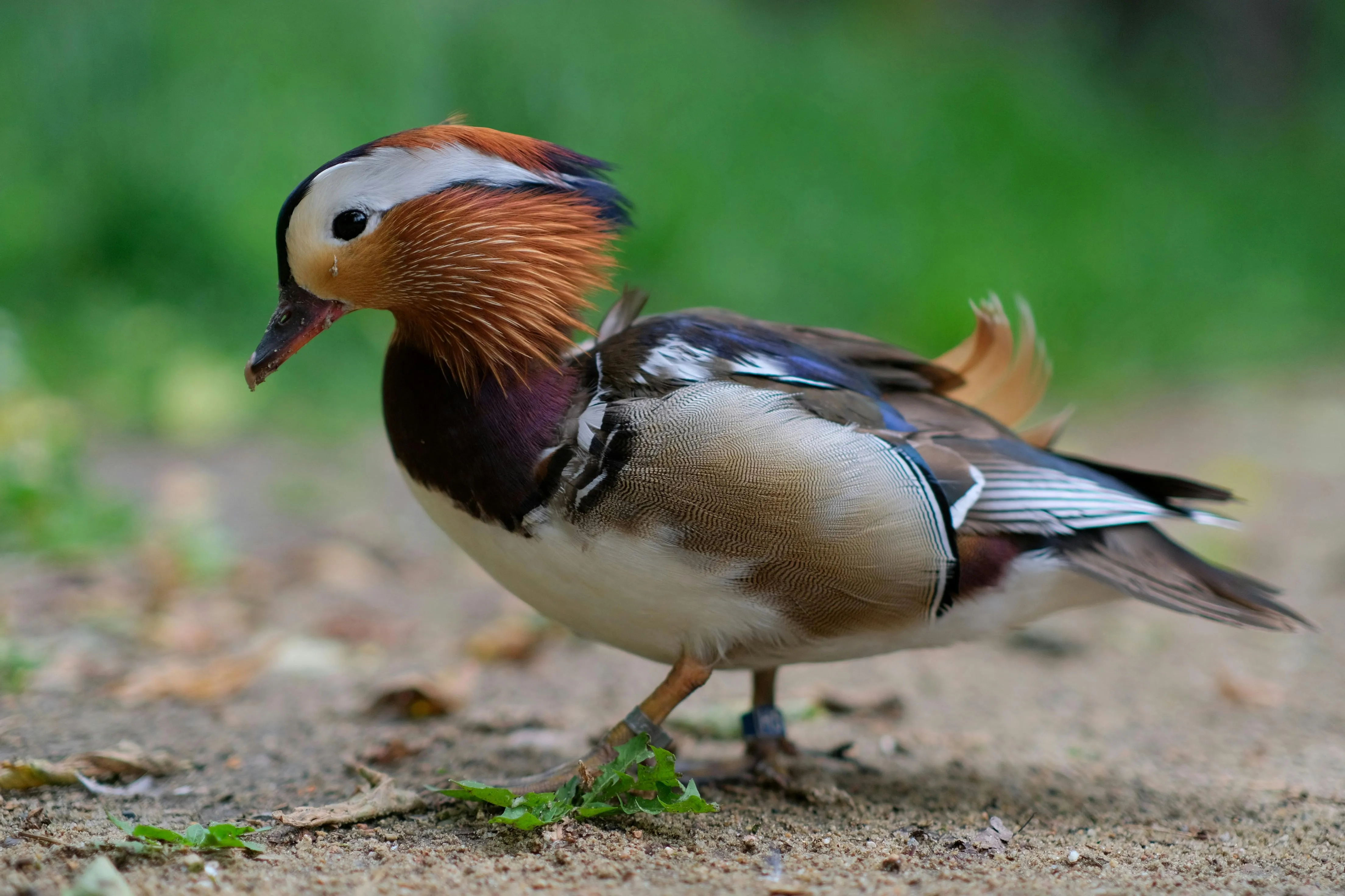 Closeup of a Vibrant Mandarin Duck Walking on Natural Ground