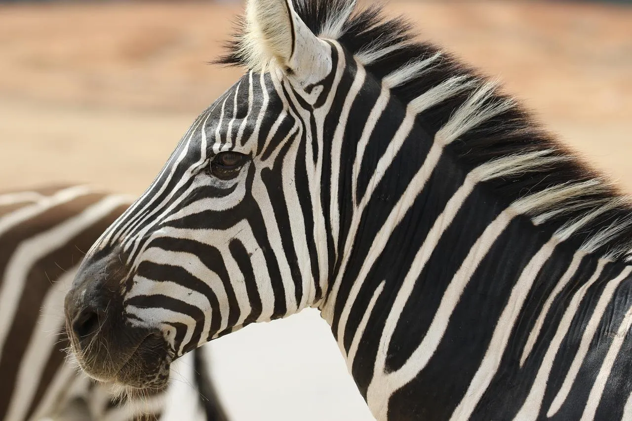 Closeup of a zebra showing black and white stripes