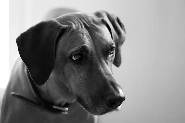 Closeup Of Black and White Photo Of a Thoughtful Dog Image