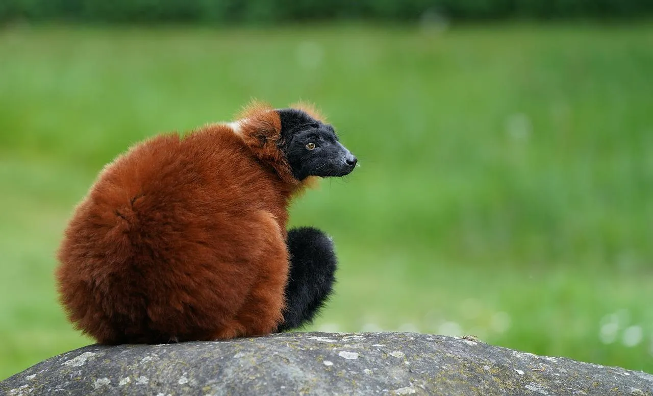 Closeup of Brown and Black Guinea Pig Sitting on Green Grass