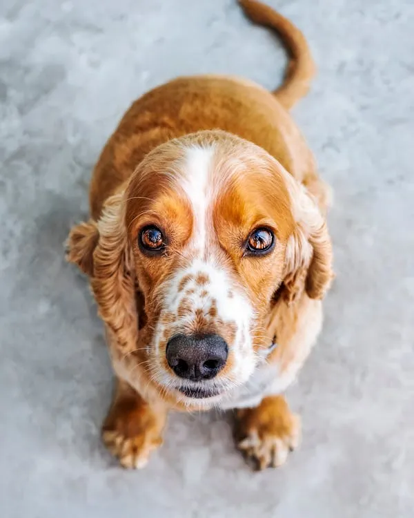 Closeup Of Floppy Eared Dog with Soulful Round Eyes Image
