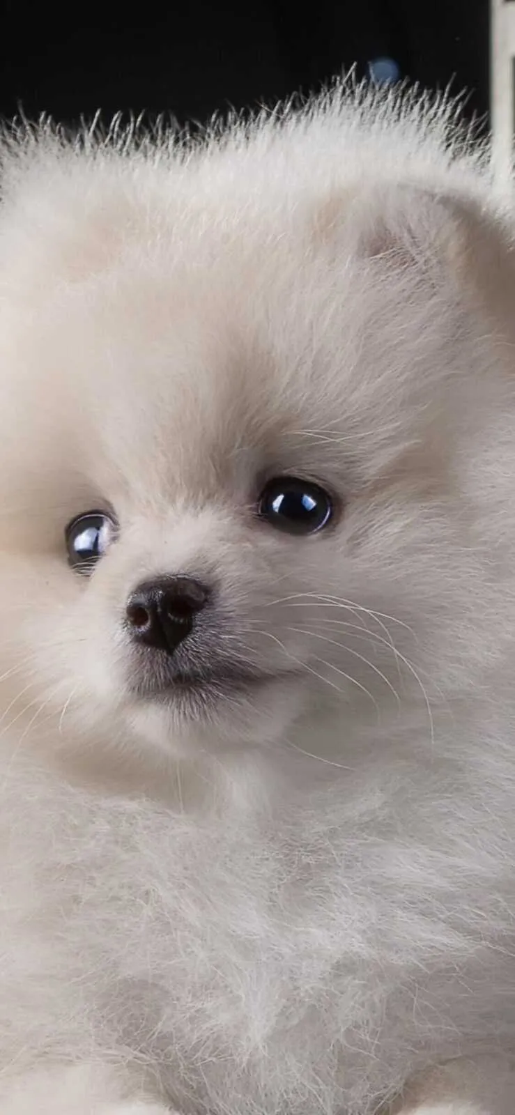 Closeup Of Fluffy White Pomeranian Puppy with Black Backdrop