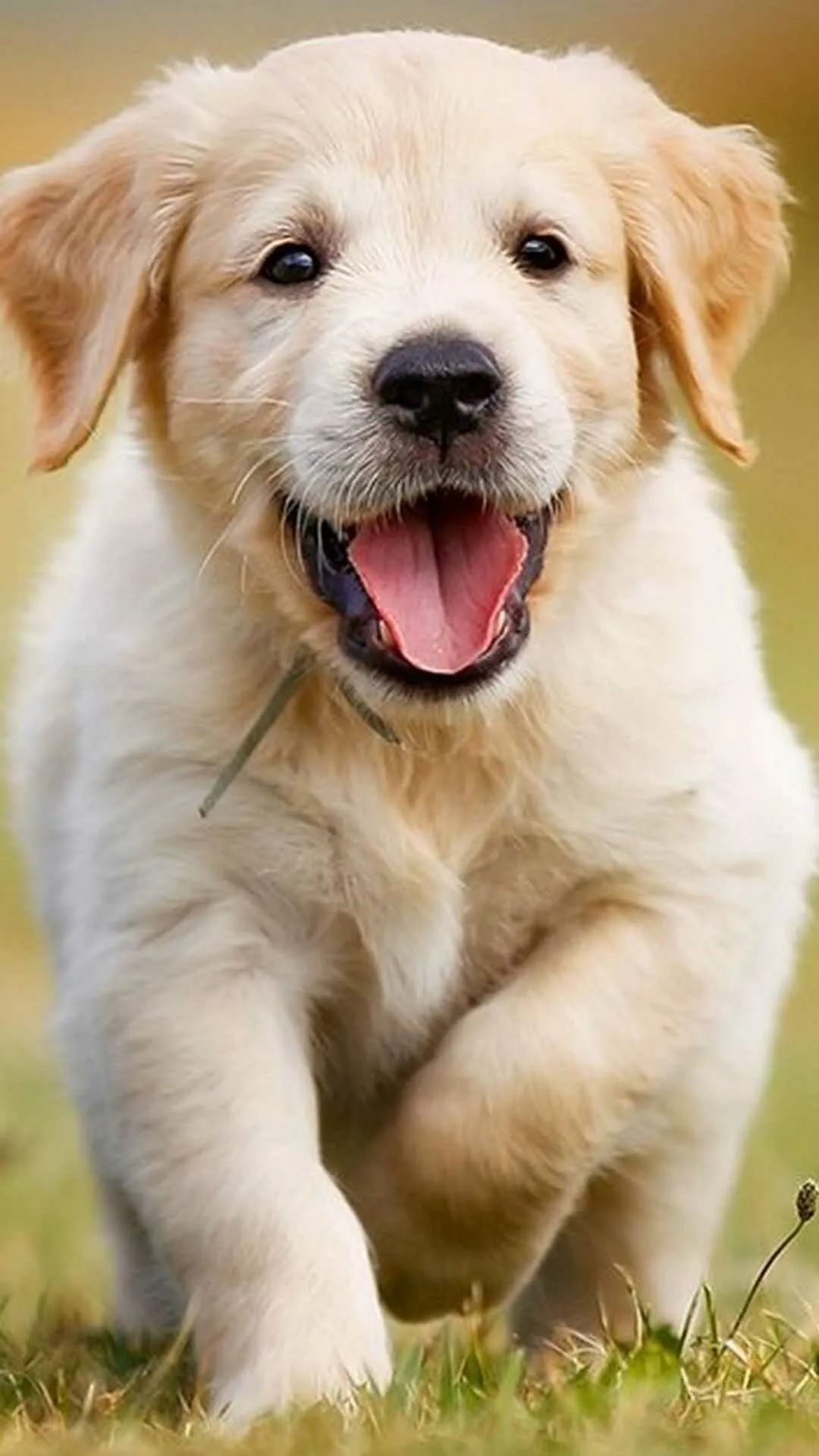 Closeup Of Golden Retriever Puppy Joyfully Running Wallpaper